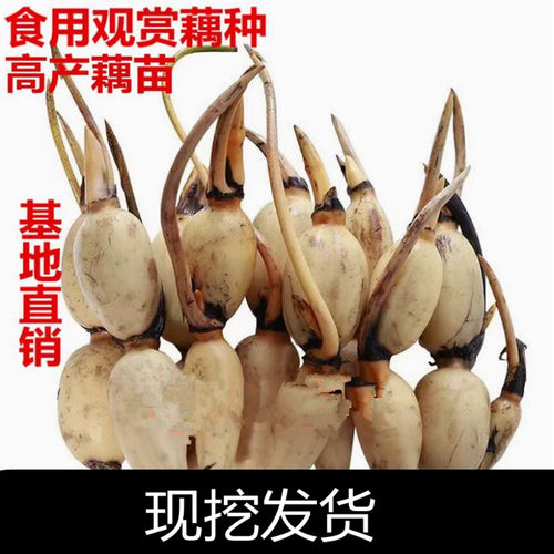 荷花种子高产食用莲藕直销种苗
