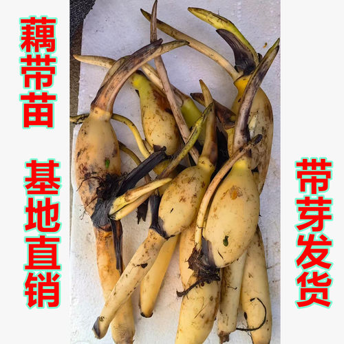 高产藕带苗藕带种孑荷花种籽藕种