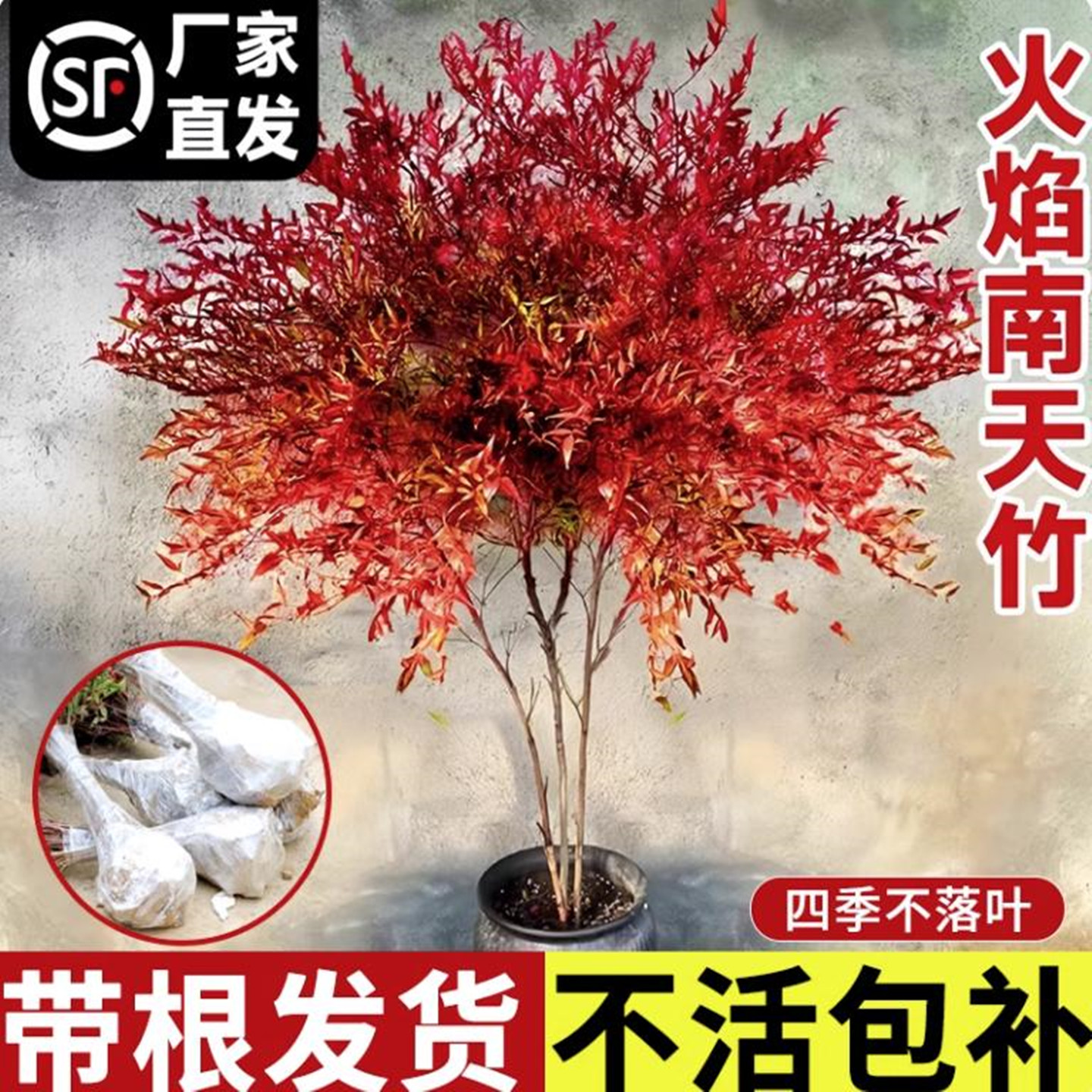 南天竹盆栽树苗火焰南天竹室内结果老桩盆景室外庭院耐寒植物