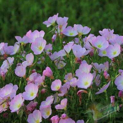宿根植物客厅庭院美丽月见草特价