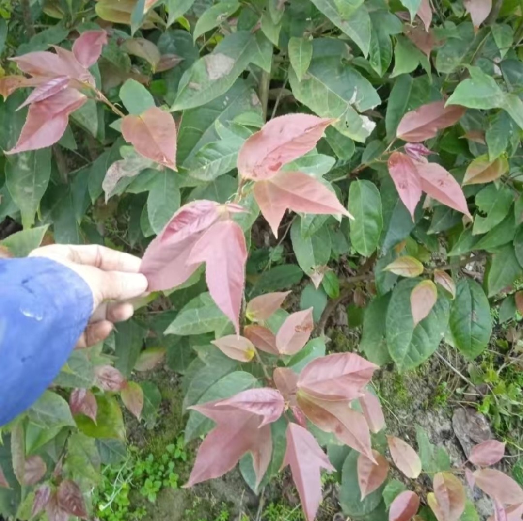 瑶浴中药材苗半边枫苗半枫荷苗阴阳叶枫香树金缕驱蚊树珍贵惜树苗