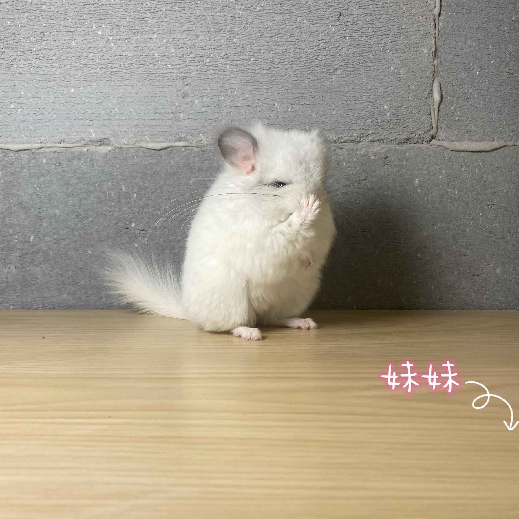 长毛带紫银斑龙猫弟弟妹妹宠物龙猫活体公母2个月幼崽