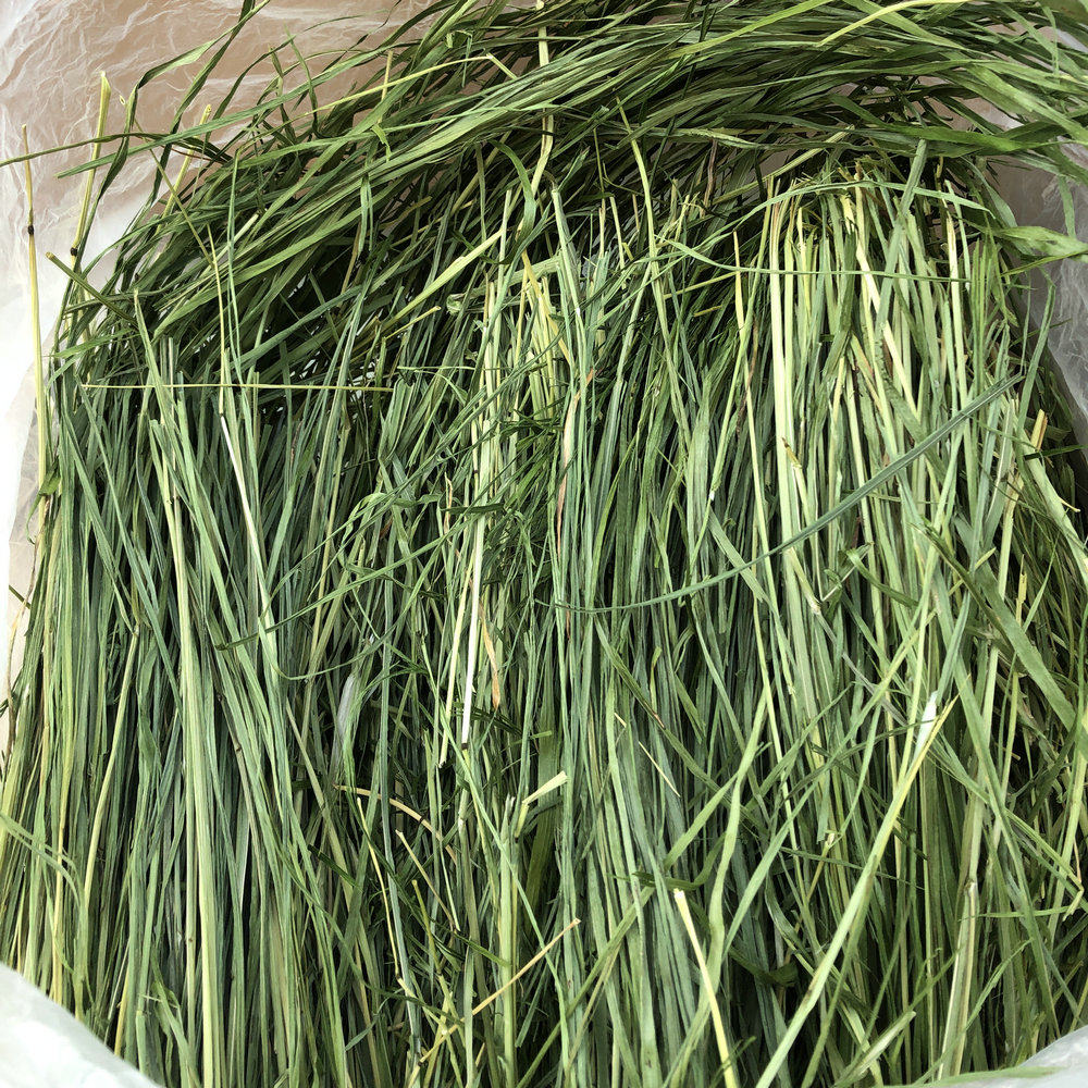 提草小麦草果树菊苣草100克试吃图片