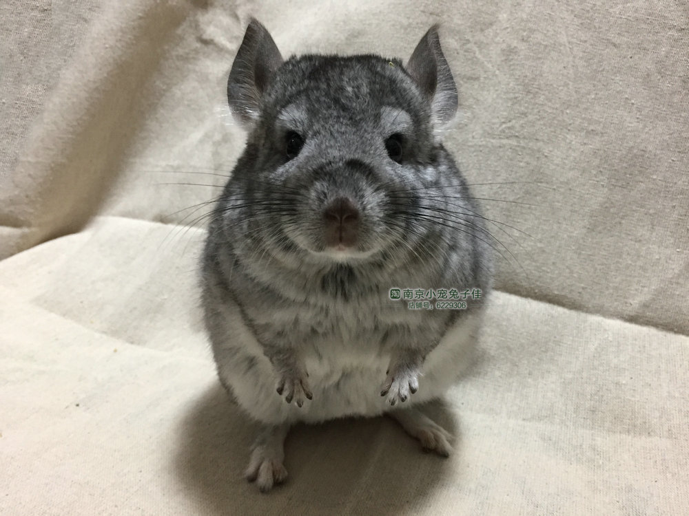 南京实体店出售 标准灰色龙猫弟弟