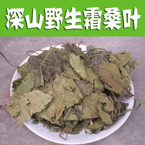 深山采收太行山霜桑叶桑叶茶