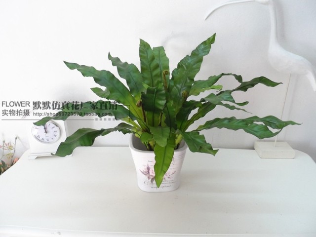 热带雨林过胶手感仿真绿植小蕨叶蕨类植物墙上装饰盆栽叶子鸟巢叶