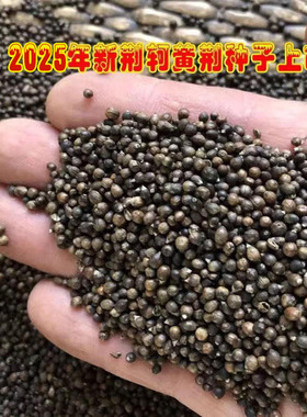 野生新黄荆种子布荆籽黄金子安神助眠枕头芯荆轲荆条决明子颈椎枕