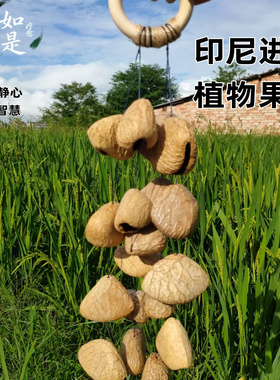 印尼黑果Panji植物果实手工果壳铃DIY音疗治愈系静心冥想摆件