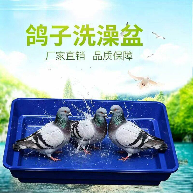 鸽子洗澡盆赛鸽信鸽专用大号澡盆浴盆鸽子用品用具鸽具栖架站架