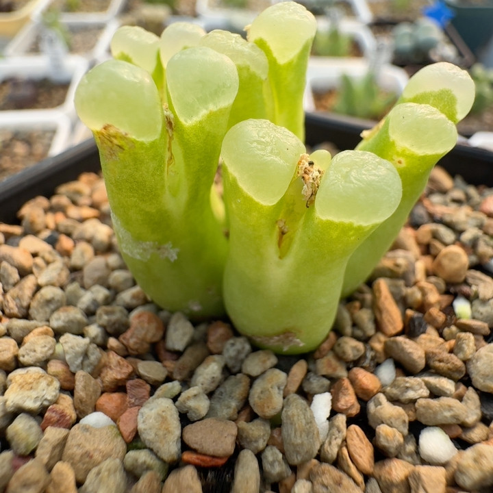 61号5头果冻色佛肚,鲜花速递/花卉仿真/绿植园艺,多肉植物,淘宝优惠券,粉丝福利购,淘宝优惠卷