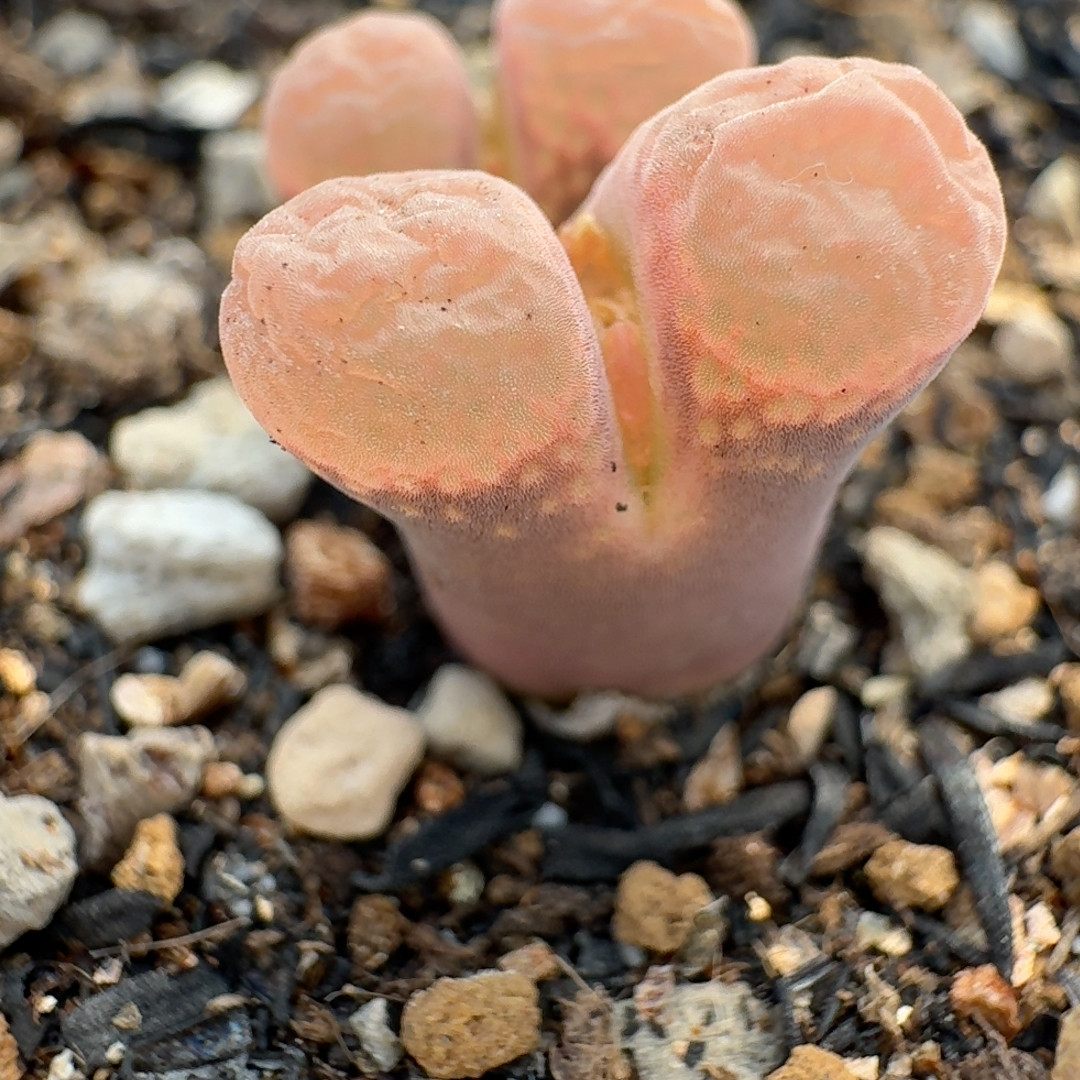 95号鲑鱼粉,鲜花速递/花卉仿真/绿植园艺,多肉植物,淘宝优惠券,粉丝福利购,淘宝优惠卷