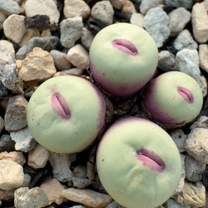 35号4头红嘴,鲜花速递/花卉仿真/绿植园艺,多肉植物,淘宝优惠券,粉丝福利购,淘宝优惠卷