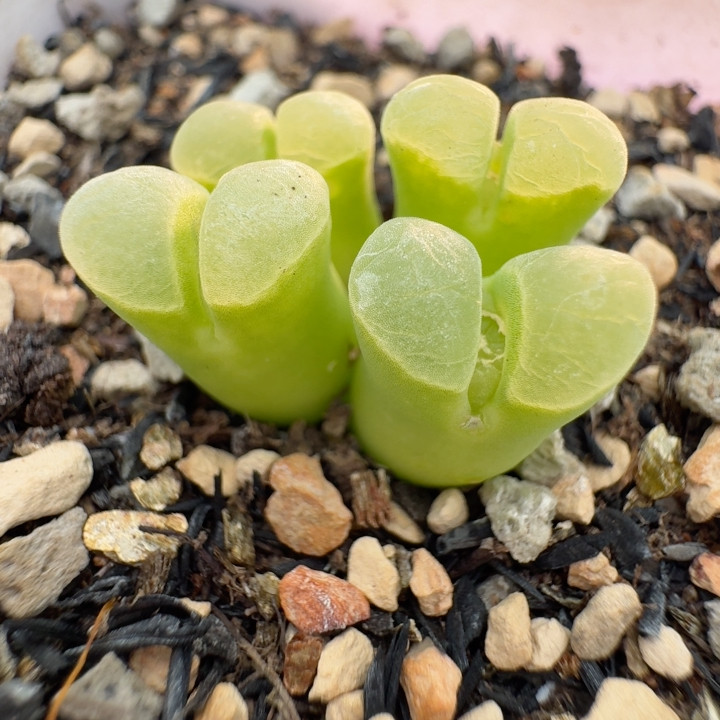 28号奶色小佛肚