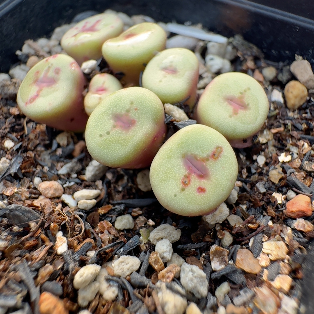 22号8头十字纽扣,鲜花速递/花卉仿真/绿植园艺,多肉植物,淘宝优惠券,粉丝福利购,淘宝优惠卷