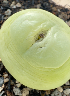 9号大拉登ef534大王2.60