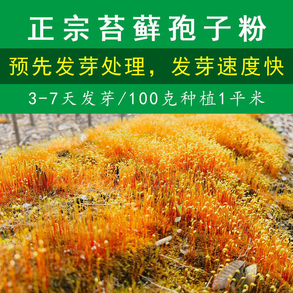 【正宗预发芽苔藓孢子粉3-7天发芽】苔藓微景观造景庭院绿化种植