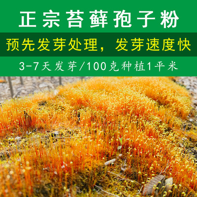 正宗预发芽苔藓孢子粉