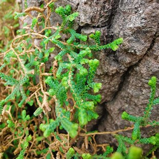 100株苔藓微景观绿植鲜活蕨类植物五叶岩蕨中华卷柏伏地卷柏