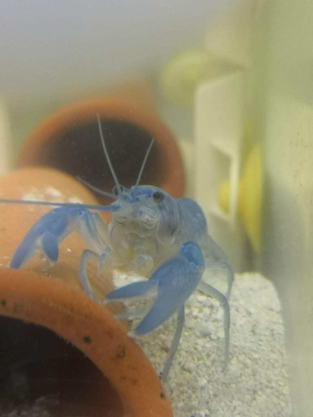 纯血人工天空蓝魔螯虾苗虾观赏虾蓝鳌虾