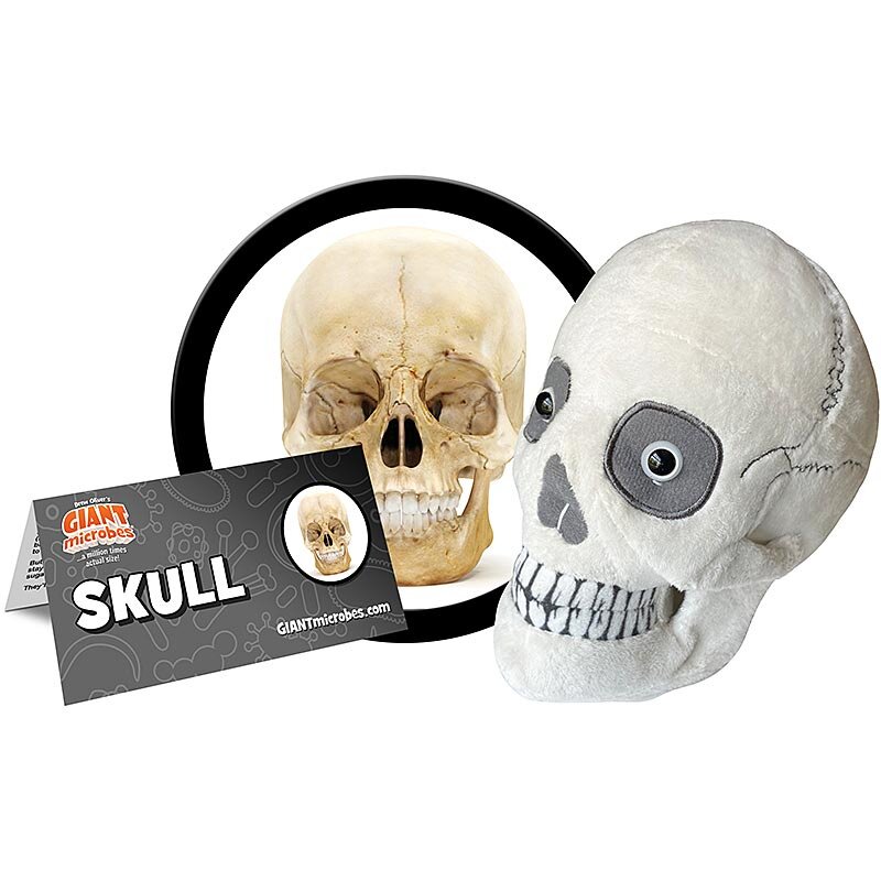 英国代购正品07.13 Giant Microbes Skull 头骨骷髅 教育辅材