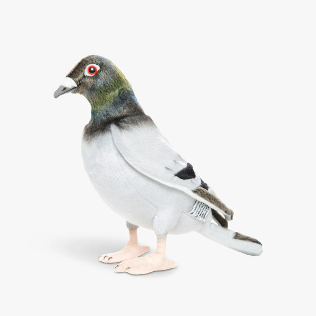 HANSAPigeon可爱的鸽子