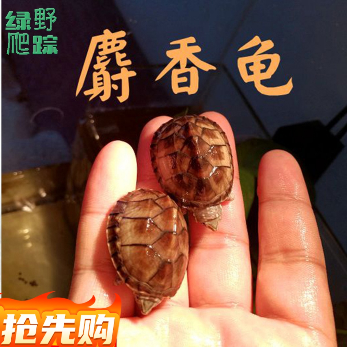 麝香龟苗活体剃刀龟蛋龟深水小乌龟宠物观赏龟鱼缸小龟迷你高背龟