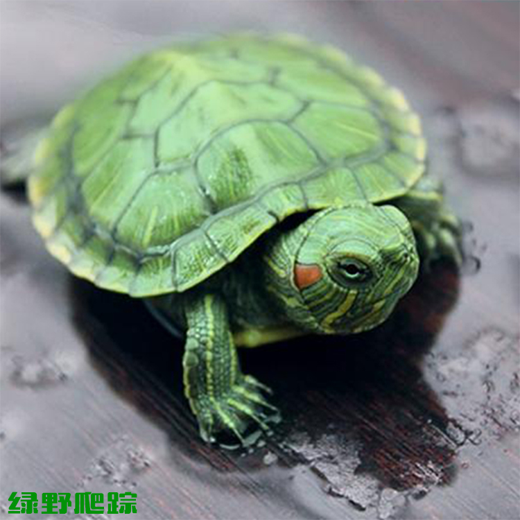 巴西龟活体小乌龟深水龟幼苗观赏儿童宠物送开口粮两栖淡水龟彩龟在类目 宠物/宠物食品及用品, 水族世界, 龟/鳖中 - 来自Buy2taobao.com提供专业的淘宝代购服务
