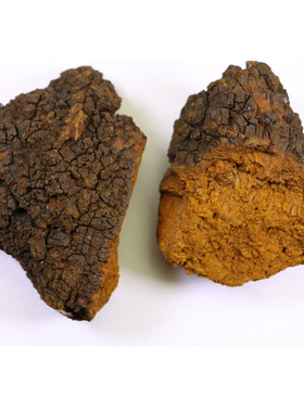 长白山桦树茸白桦茸菇桦褐孔菌桦树泪桦树瘤chaga恰咖整只带黑金