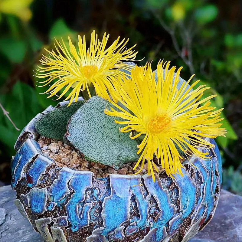 花龙园艺 青鸾 凤翼 对叶花属多肉 奇特品种 多肉植物