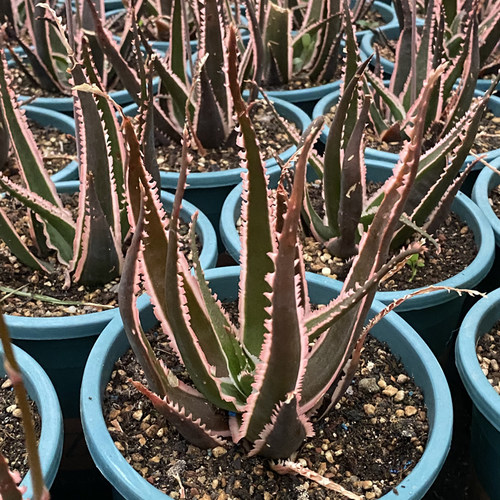 狼牙芦荟稀有品种多肉植物