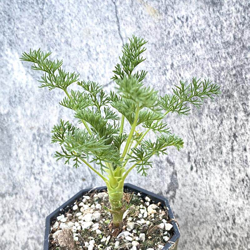 花龙园艺 出云洋葵 块根多肉 稀有品种 实生 Pelargonium Hirtum