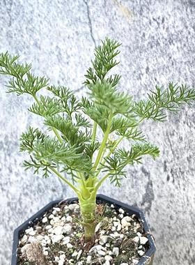 花龙园艺 出云洋葵 块根多肉 稀有品种 实生 Pelargonium Hirtum