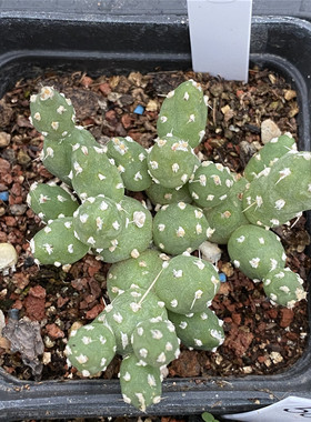 罗西安娜团扇仙人球多肉植物