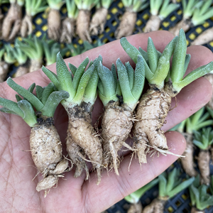 纳南突司番杏科块根多肉植物