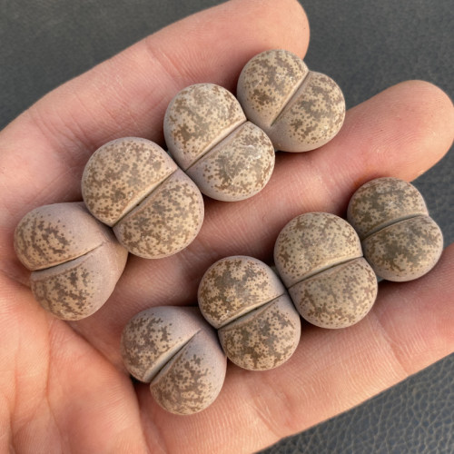 C396彩妍玉纯种编号生石花