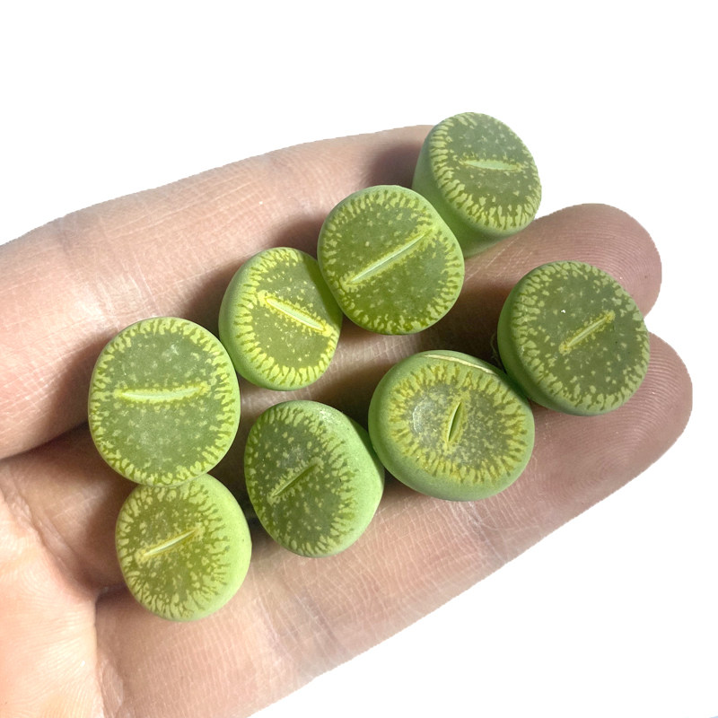 花龙园艺 c48a绿光阳 绿体流水日轮 生石花 多肉植物