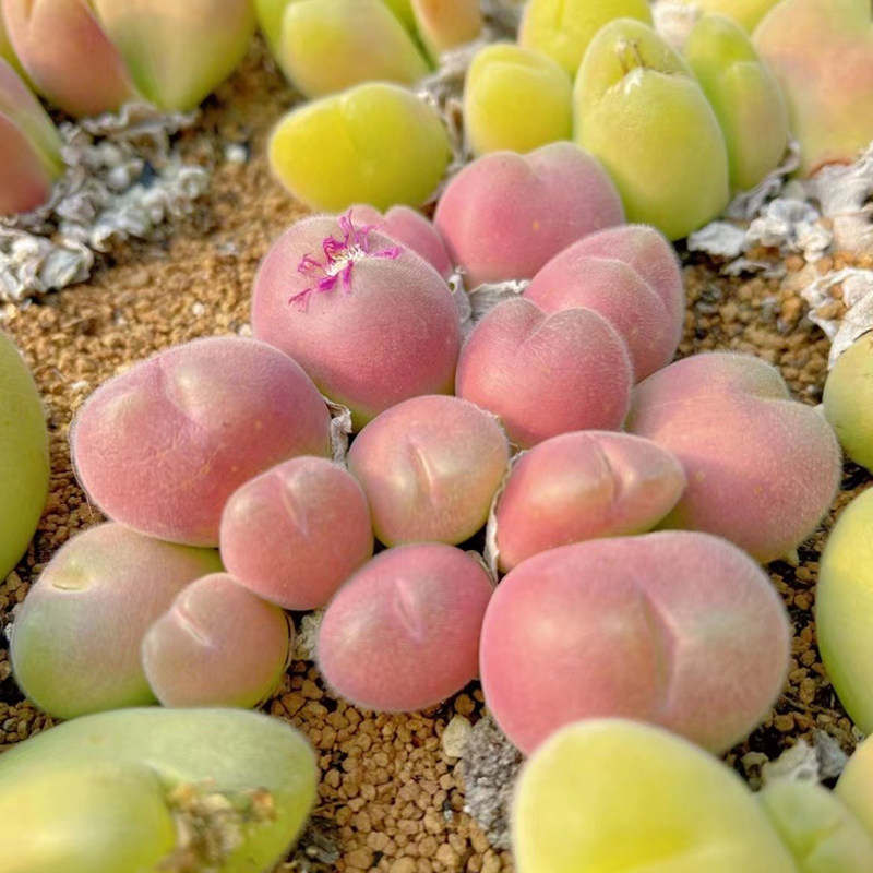 花龙园艺 长毛毛翠滴 番杏科藻玲玉属 多肉植物 基地直供