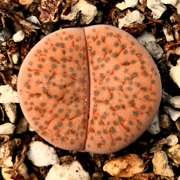 花龙园艺 橙微纹玉 橙黄色生石花 橘色 屁股花 基地直供 生石花