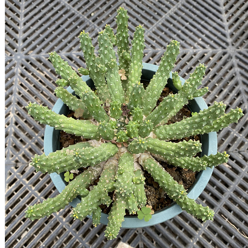 花龙园艺 九头龙 实生 大戟科块根 多肉植物 基地直供