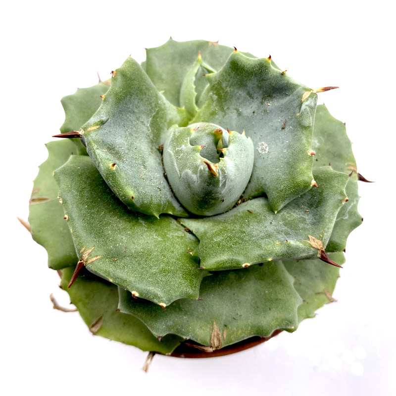 花龙园艺 王妃雷神 龙舌兰 小型品种 多肉植物