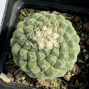 花龙园艺 菊水 实生仙人球 四大名球Strombocactus disciformis