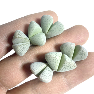 花龙园艺 妖玉 春桃属生石花 番杏科 2年 基地直供 多肉植物