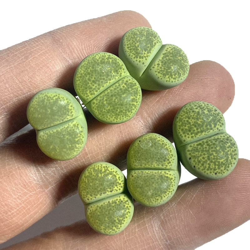 花龙园艺 绿碧琉璃 精品生石花 基地直供 多肉植物