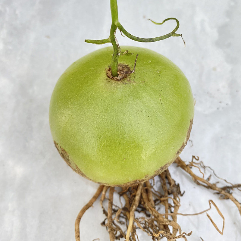 花龙园艺 大苍角殿 爬藤多肉 球茎类 多肉植物 Bowiea volubilis