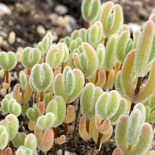 黄叶白花枝干 大白花枝干 多肉植物 白花枝干番杏 花龙园艺