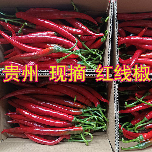 长红线椒红线椒农家现摘发货