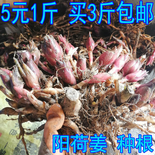 洋荷姜种子质量怎么样 洋荷姜种子口碑怎么样 小麦优选