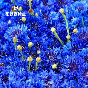 矢车菊花种子多年生耐寒花草种籽秋冬种植花卉庭院公园路边绿化籽