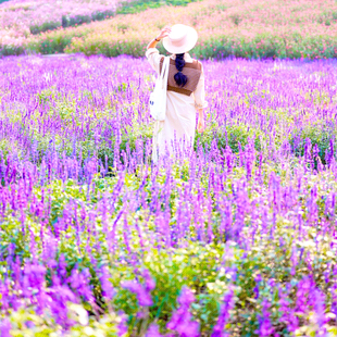 鼠尾草种子花种籽子四季播种开花易活室外庭院樱桃林荫植物花种子