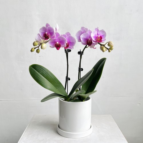 蝴蝶兰室内四季有花礼品桌面花卉